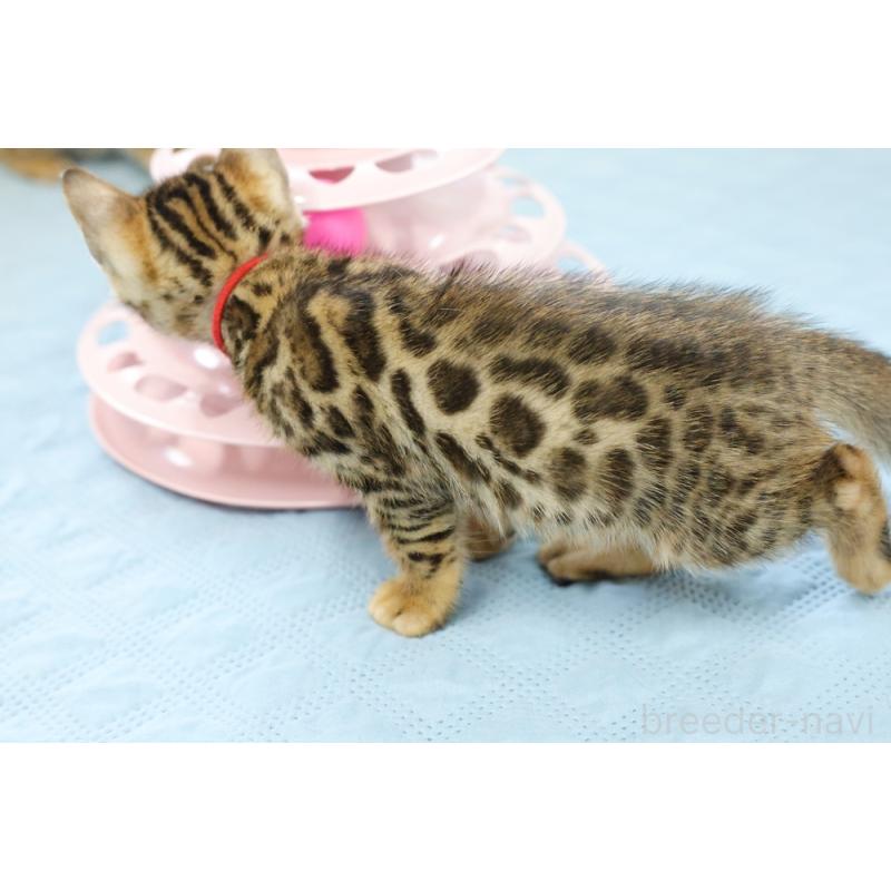 販売中の大阪府のベンガル-123994の5枚目